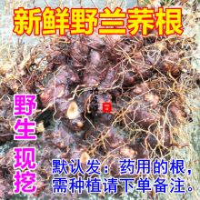 Ұ�m�w�� ���r���_�i ���w�������߿��w�^�����500g���]