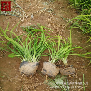 �޸��������l ��������\����S���t���@�־G���^�p