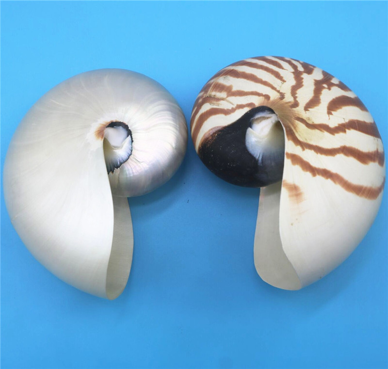 Manufactor Direct selling natural Conch shell centimeter Four Mediterranean Sea decorate Showcase Decoration fluorescence