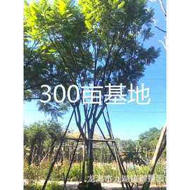 福建漳州移植蓝花楹基地种植 20公分蓝花楹 批发各种规格蓝花楹