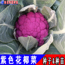 紫色花椰菜 紫色花椰菜品牌 图片 价格 紫色花椰菜批发 阿里巴巴