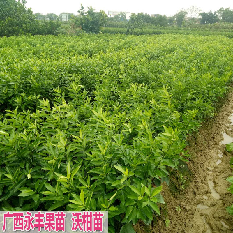 Wo оранжевый 8888