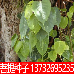 菩提樹種子圖片 海量高清菩提樹種子圖片大全 阿里巴巴