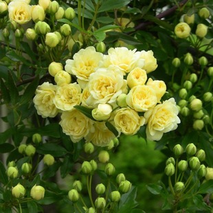 Yellow Woody Flower Fragrant Flower Qilixiang Balcony Courtyard Hanging Climbing Plant White Woody Flower Seedling Potted Plant