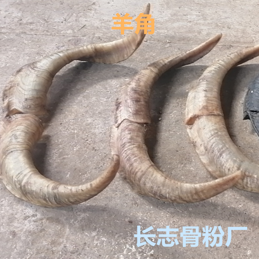 [Factory Outlet]Sheep horn natural Sheep horn raw material Musical Instruments raw material Sheep horn