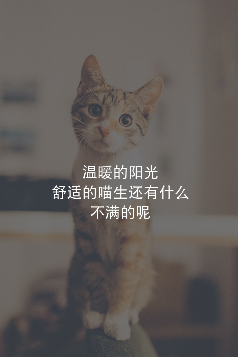 猫吊床_20.jpg