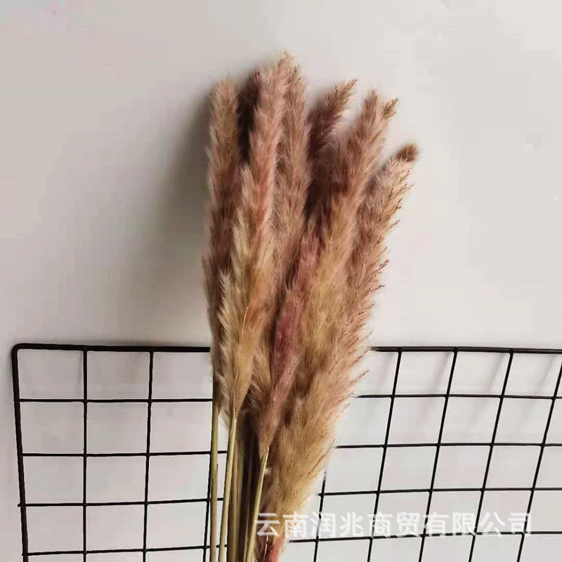 Primary color reed Dried flowers reed Background wall shot prop club flower arrangement Yunnan Manufactor wholesale
