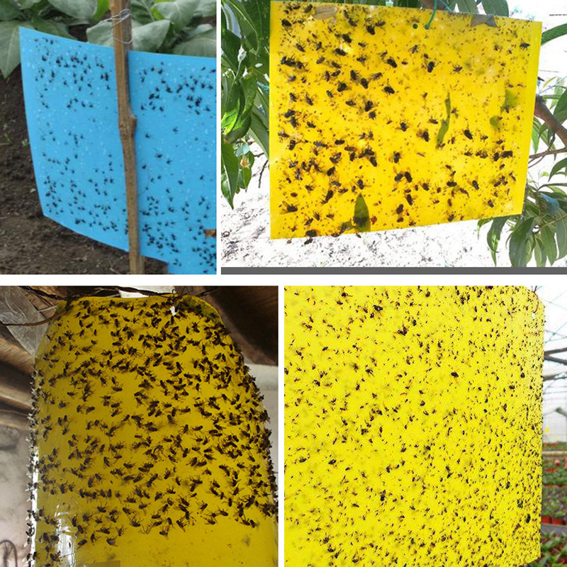 13251710966_1404681684