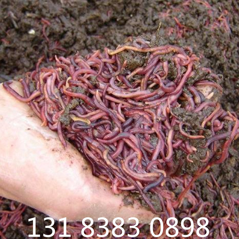 Earthworm Special type breed Ohira II Three Earthworm Seedlings breed cow dung Earthworm Manufactor Direct selling whole country