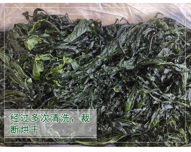 海带(改6）_11.jpg