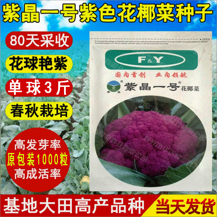 特色蔬菜种子紫红色菜花花菜西兰花籽紫晶一号紫色花椰菜种子春秋 阿里巴巴