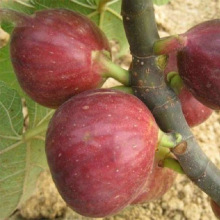 供应波姬红无花果苗  观赏食用 矮化树桩现挖现卖波姬红无花果苗