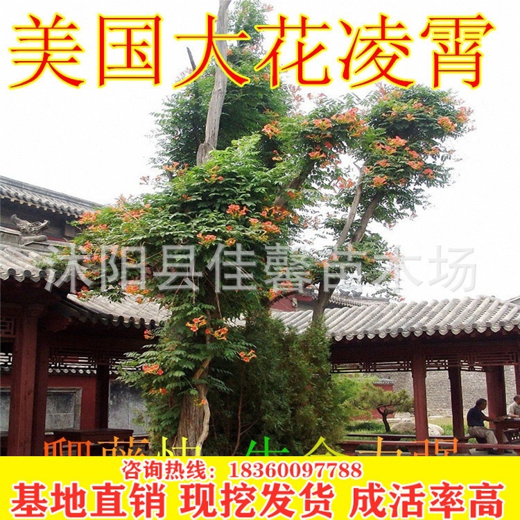 批发凌霄花苗 美国大花凌霄基地直销 爬藤快生命力强开花多易成活|ms