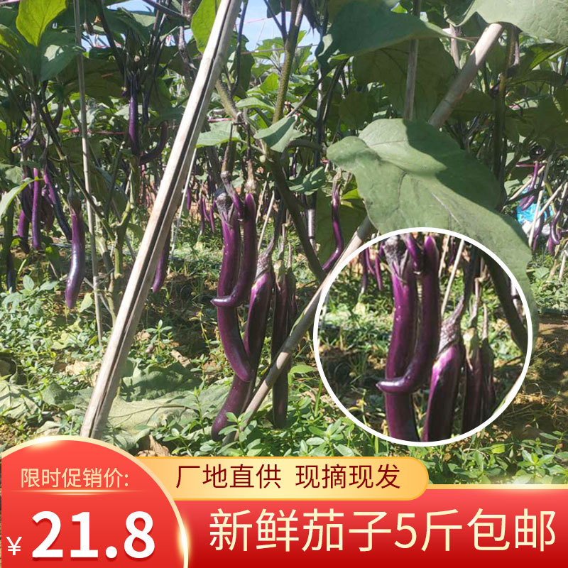 现摘新鲜紫茄子青茄农家自种新鲜蔬菜花茄子5斤包邮|ms