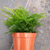 [Direct supply of the base] Wholesale A -Class wolf tail fern (90) moss background plant plant, yin resistance, good plant fern