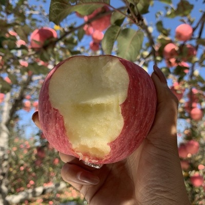 陝西蘋果洛川紅富士精選24粒裝中大果産地直供支持代發壞果包賠10