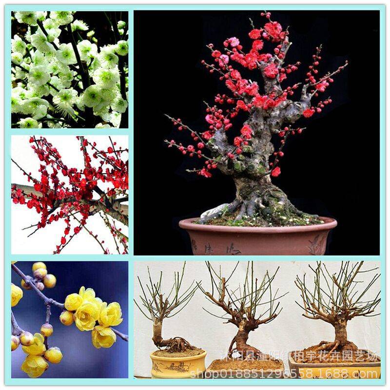 梅花苗嫁接梅花树苗冬季素心腊梅原生红梅苗骨里红梅花苗庭院盆栽