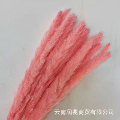 Manufactor goods in stock wholesale reed Dried flowers shot prop Amazon Cross border Availability Dried flowers reed Dried flowers Bouquet of flowers