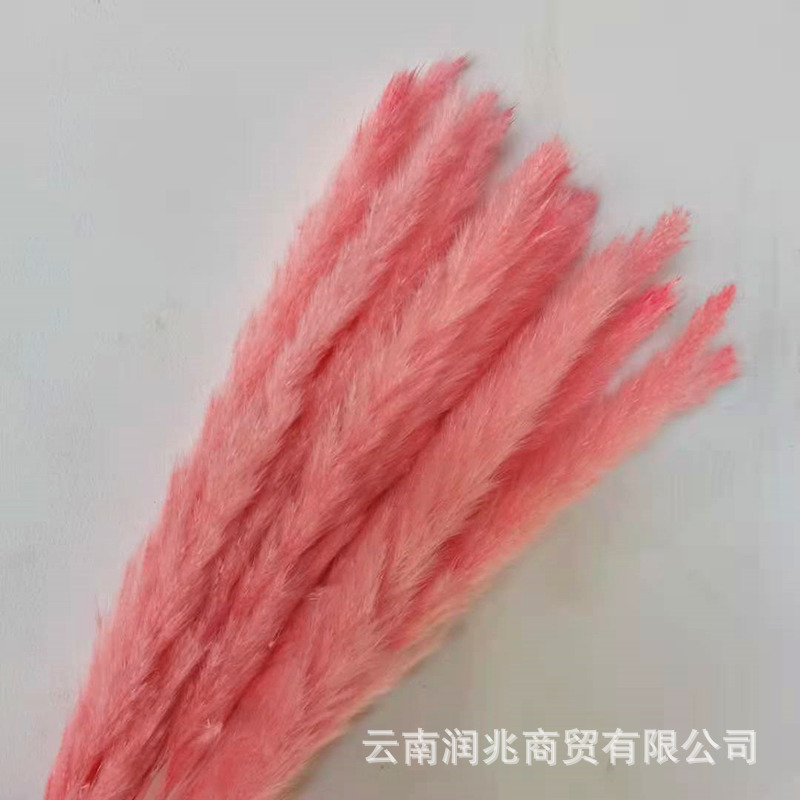 Manufactor goods in stock wholesale reed Dried flowers shot prop Amazon Cross border Availability Dried flowers reed Dried flowers Bouquet of flowers