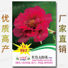 Free shipping original one -yuan stall seed manufacturer Vegetable seeds wholesale color bags, four seasons easy to grow good oral seed seed seeds