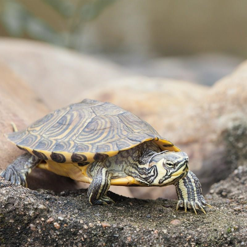 1582364593714[1]_副本