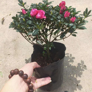 ������ֱ�����^��ֲ��С���Ի��� �Ӽһ���ֲ�� 210#��ɫ֮�ٶ��N