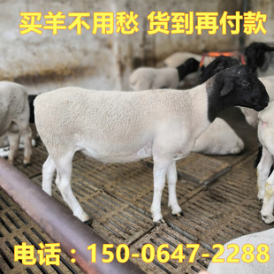 Платите сначала, а затем заплатите большое количество онлайн -консультаций Dupu Sheep с ценой Blackhead Dubo Breed Sheep Lamb Price