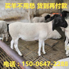 先养后付款 低价大量出售黑头杜泊羊 在线咨询杜泊羊绵羊价格