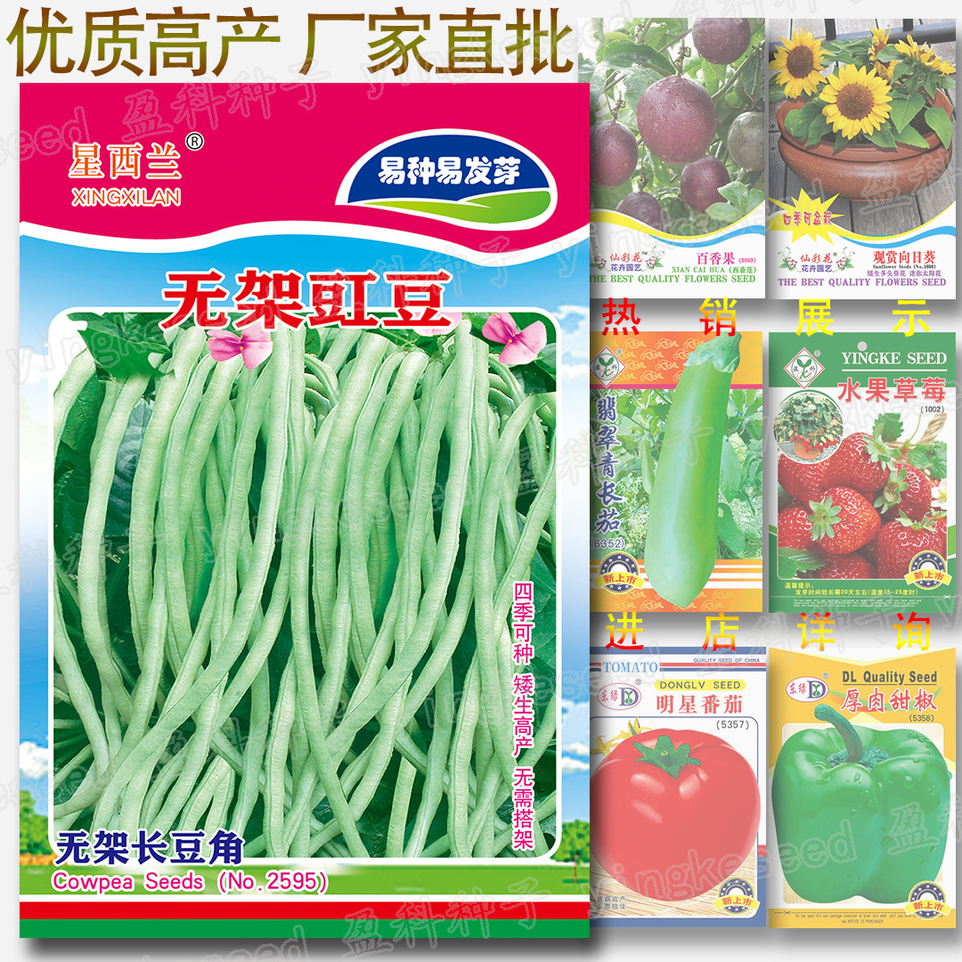 无架豇豆种子 四季矮生无需搭架吃荚高产长豆角种籽蔬菜种子批发