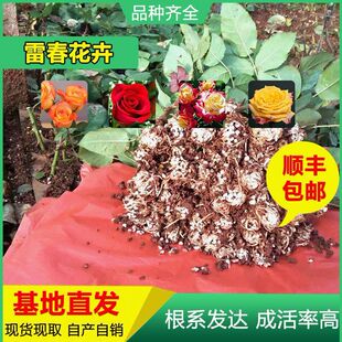 5000 SF Бесплатная доставка может смешать и сочетать саженцы Yunnan Rose Carolla Rose Seedings Fresh Cut Flower Seartings