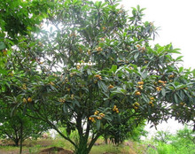 ���Ʒ������˘����Ø�����������������G������Gֲ����ֲ��