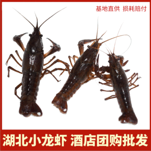 Spot Fresh Crayfish Оптовая hubei Freshwater Freeming Crayfish Hotel Restaurant Jianli Green Red Rice Field Lobster