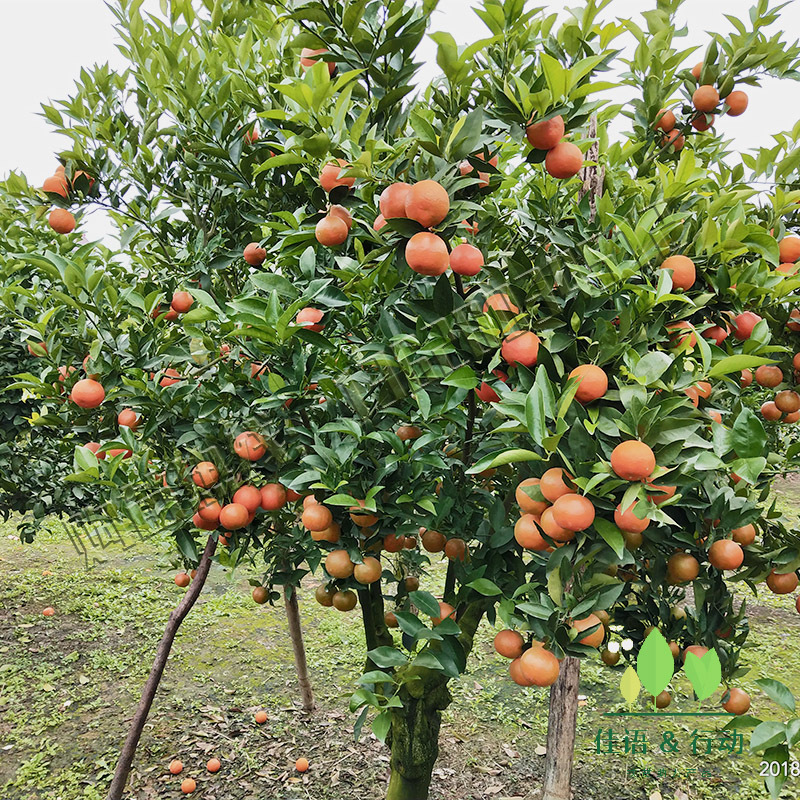 i2mSj/ukz9QsY8Ty6eybZX984nbV8dHEs82i