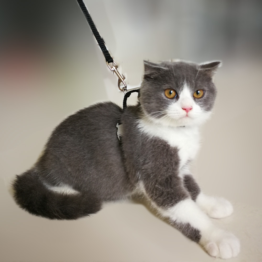 cat harness leash solid model
