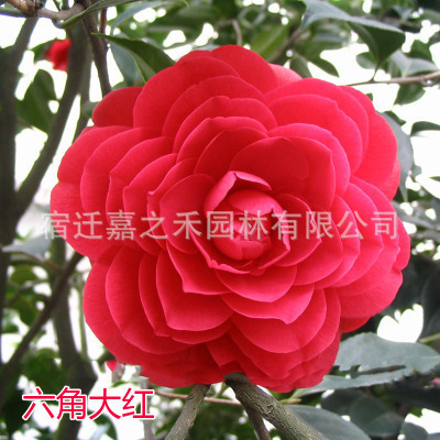 O1CN01COhtnO1QuzLDBw1qW_!!6757