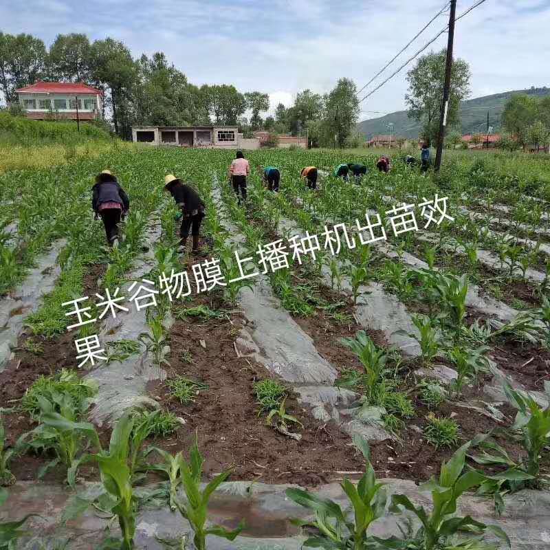 膜上播种玉米油葵谷子点播机先铺膜后播种黍子花生谷子点播机现货