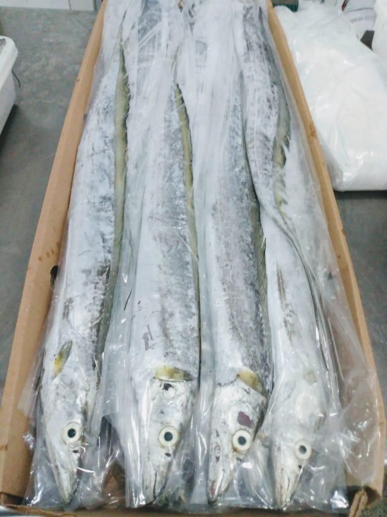 带鱼AA刀鱼钓带冷冻水产海鲜200/300一手批发300/500印尼|ms