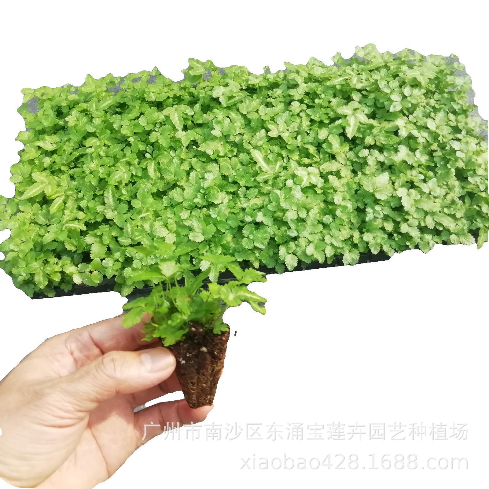 20200314212146935920