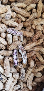 2022 Новые товары Yunnan Chica арахисовые фермеры, выраженные разноцветными раковинами, высушите оригинальные сырые арахисы 1 кг оптом