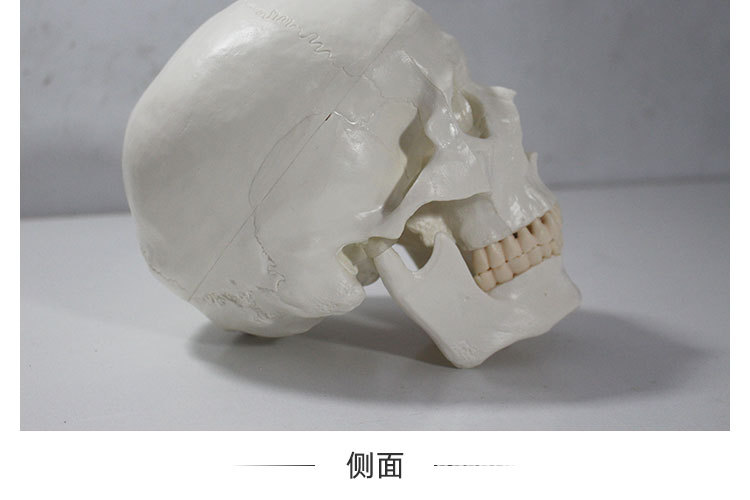 14 正常头骨纯白.jpg