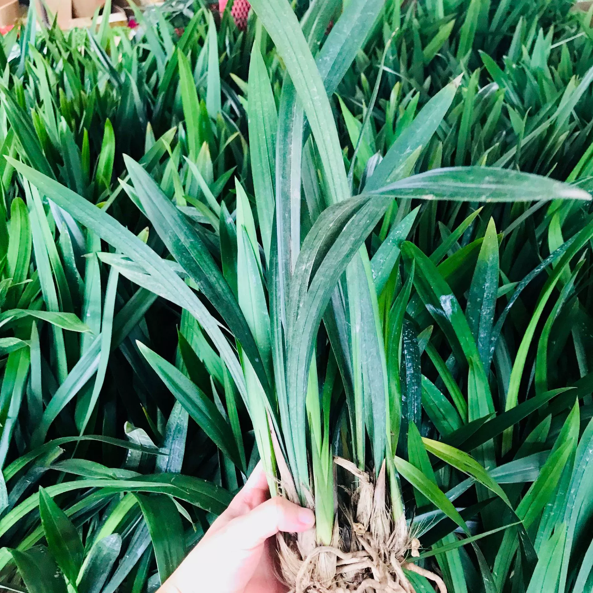 Оптовая продажа зеленых растений в горшках крытый и открытый балкон настольные вечнозеленые цветы круглый год хорошие муланские горшечные растения