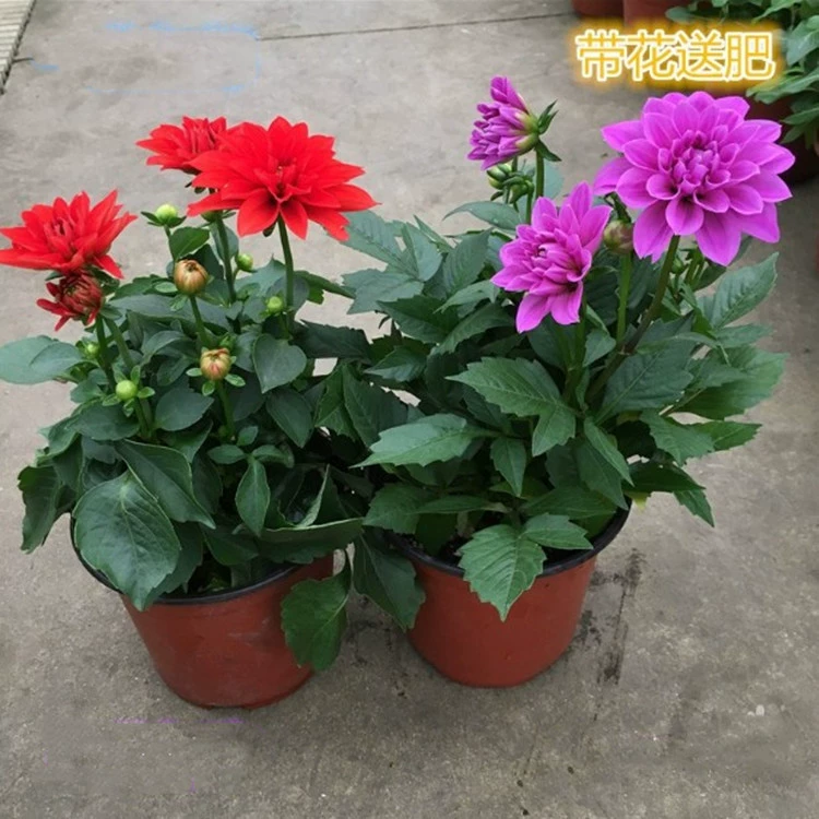 Маленькие цветочные цветы в горшках Георгины Тяньчжу пионы в горшках почтовые расходы с бутоном с доставкой почвы