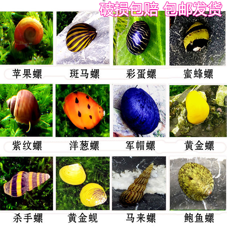 Watch Lo living thing tool Mystery snails Algae Apple snails Purple snails Zebra snails Snail Pet snail Package