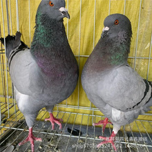 肉鴿子種鴿活體包郵 白羽王種肉鴿養殖場 成年元寶鴿
