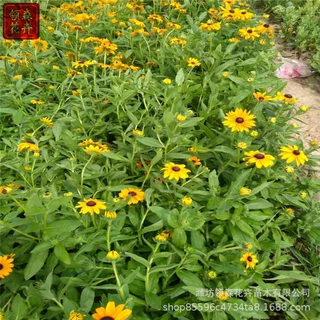 宿根黑心菊盆栽 天人菊多年生耐盐碱 花海庭院绿化