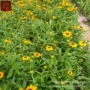 多年生庭院盆栽绿化天人菊