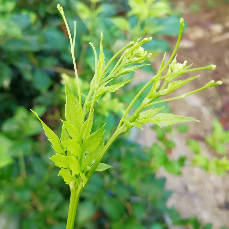 张家界莓茶 芽尖藤茶龙须莓茶产地直发 聚天门莓茶特产散装125g