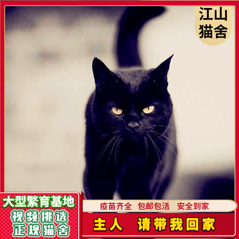 家庭家猫 土猫幼崽 中华田园猫活体 捕鼠猫小猫崽 全国包邮 包活|ru