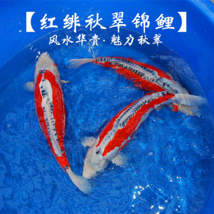 ��ϵ���t�������ϵ����\���Lˮ�\�S�ձ��\����ˮ�~���w���l