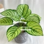 叶子盆栽植物新品绿植